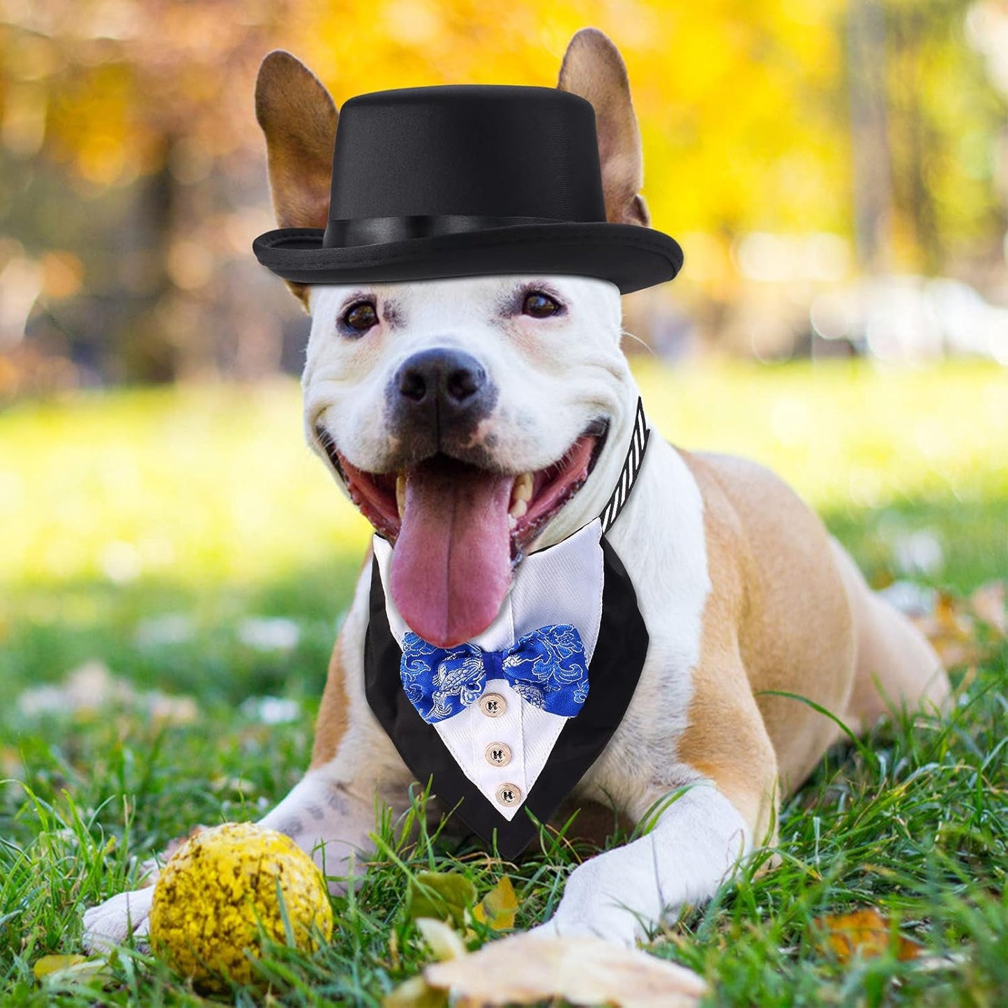 2 Pieces Pet Formal Accessories Set - Pet Top Hat with Formal Pet Tuxedo Bandana Collar Birthday Party Gradation Halloween Costumes Accessories for Dog Cat (Set-C) One Size