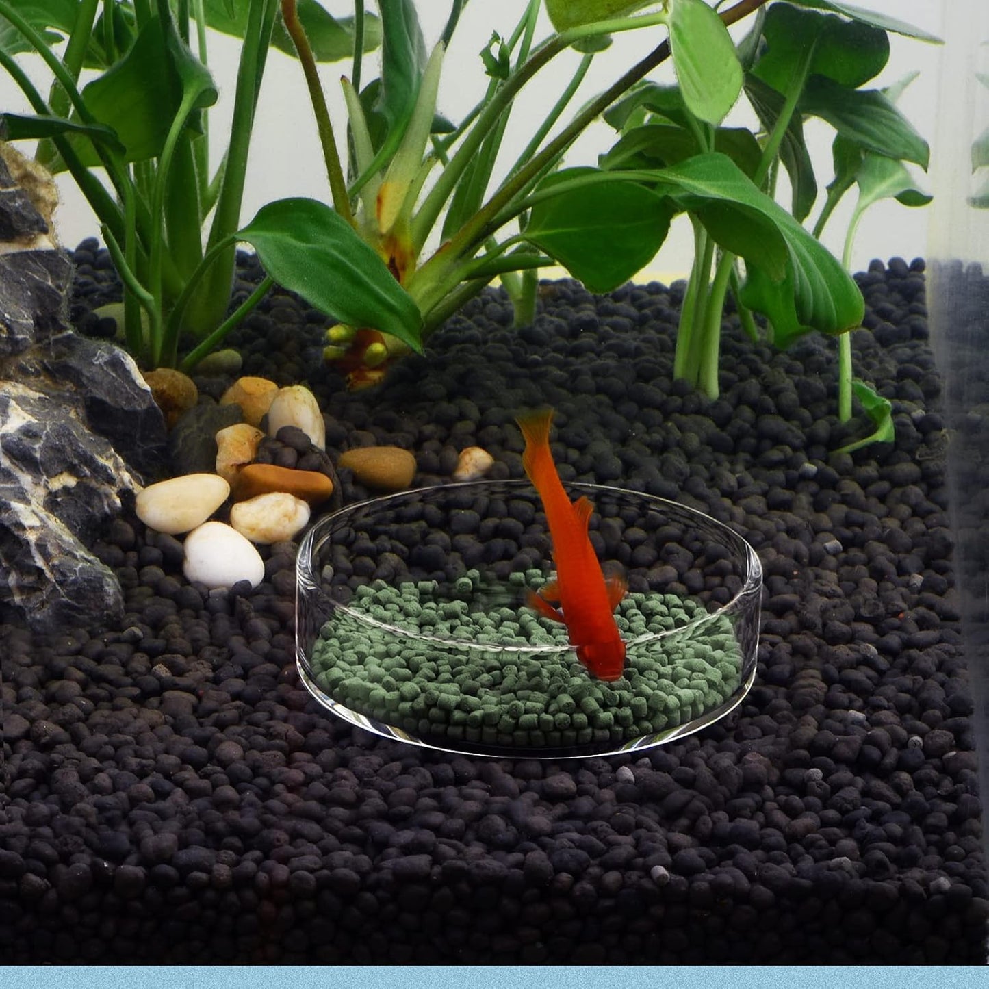 80Mm Aquarium Shrimp Feeder Dish Glass Fish Tank Feeding Bowls round Clear Dishes Tray