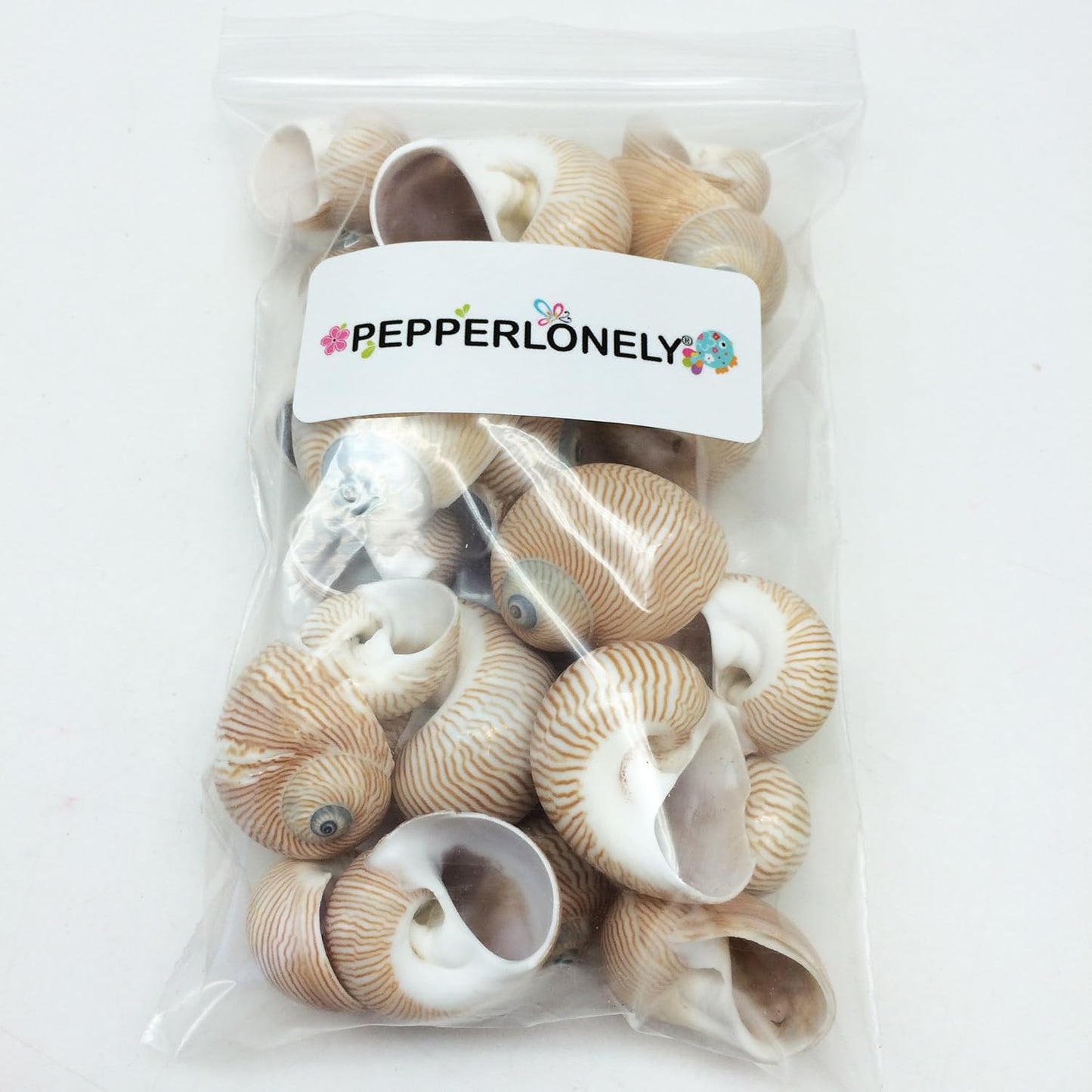 25 PC Nautica Lineata Sea Shells, 3/4 Inch ~ 1-1/2 Inch