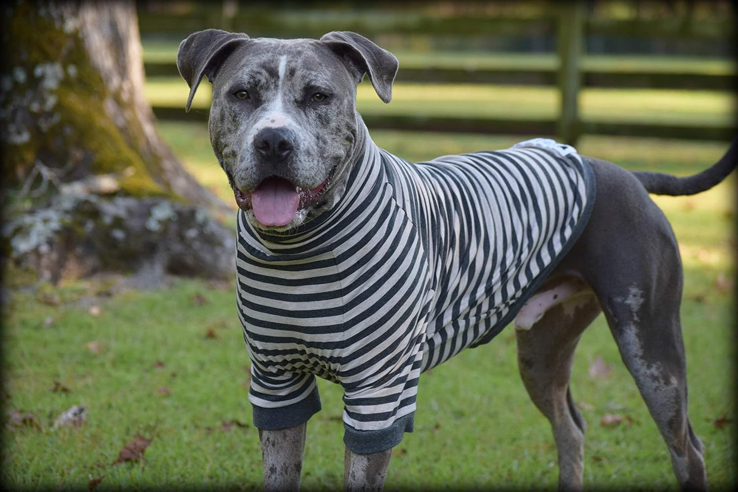 Large Dog Pullover – Breathable Cotton & Spandex with Full Underbelly Coverage – White & Gray Striped Shirt for Allergy & Summer Protection (XXL)