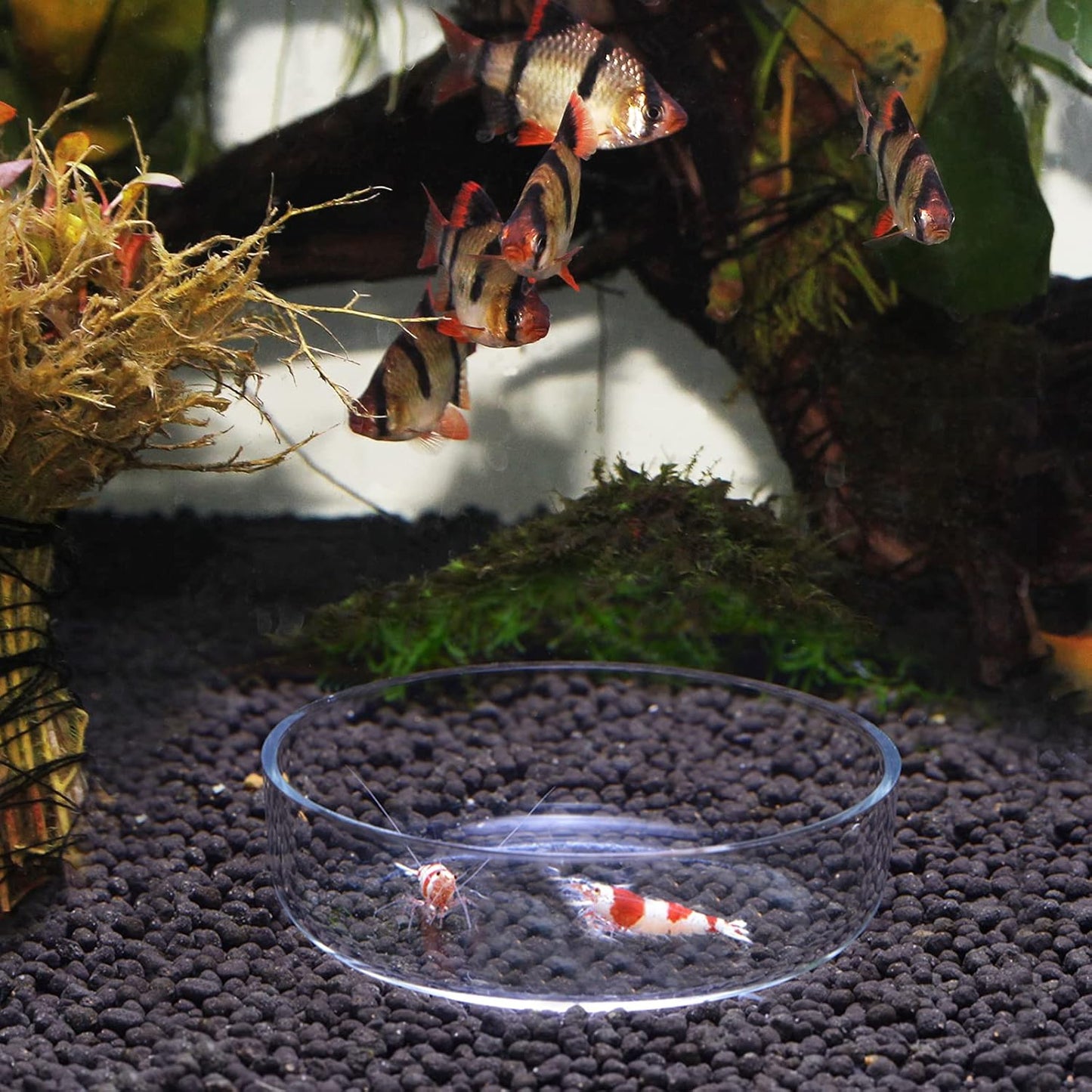 80Mm Aquarium Shrimp Feeder Dish Glass Fish Tank Feeding Bowls round Clear Dishes Tray