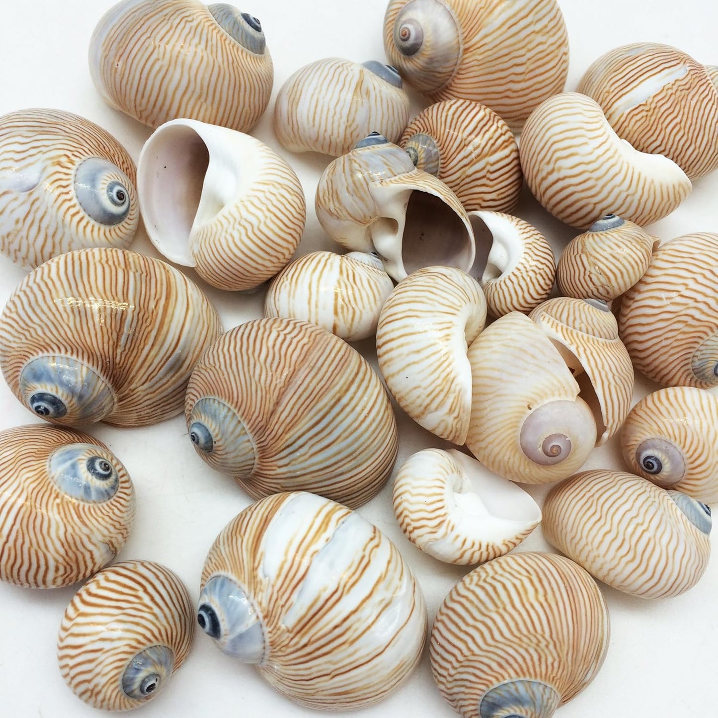 25 PC Nautica Lineata Sea Shells, 3/4 Inch ~ 1-1/2 Inch