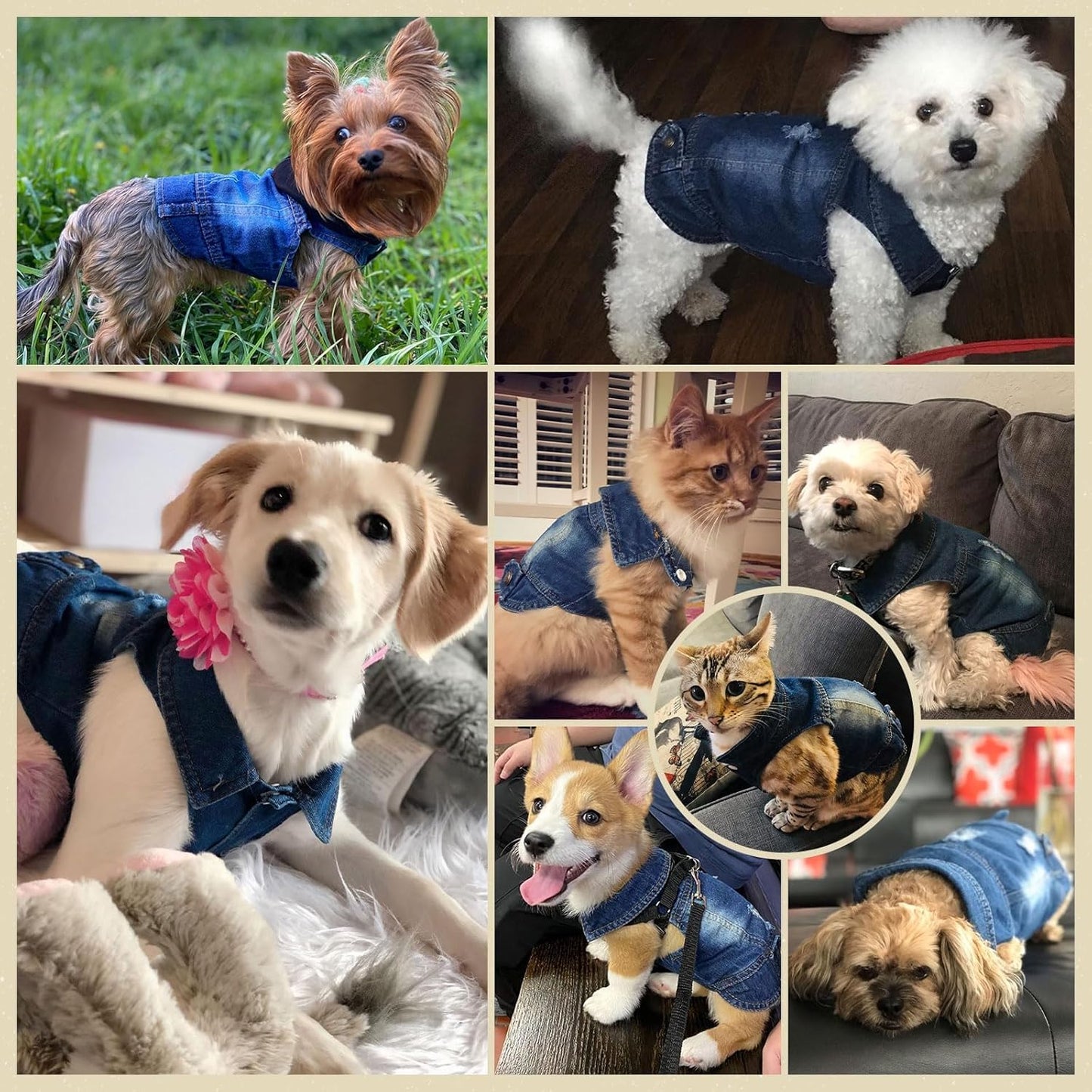 Cool Dog Jean Jacket Small Puppy Outfits Frenchie Clothes Denim Coats for Small Medium Dogs Cats Boys Girls Pet Vest Dog Shirt Clothing Doggy Costume (Blue, M(Suggest 6-9 Lbs))
