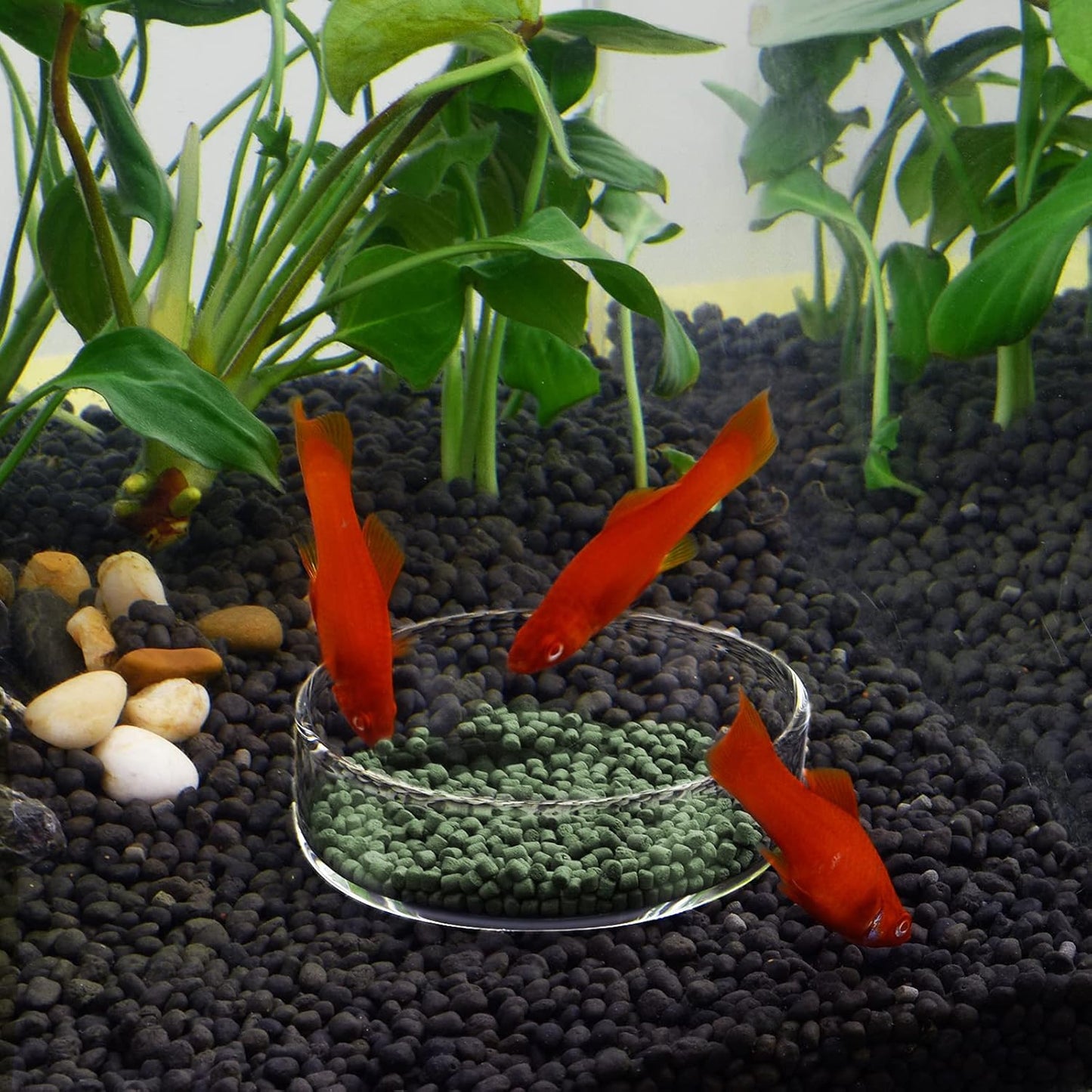 80Mm Aquarium Shrimp Feeder Dish Glass Fish Tank Feeding Bowls round Clear Dishes Tray