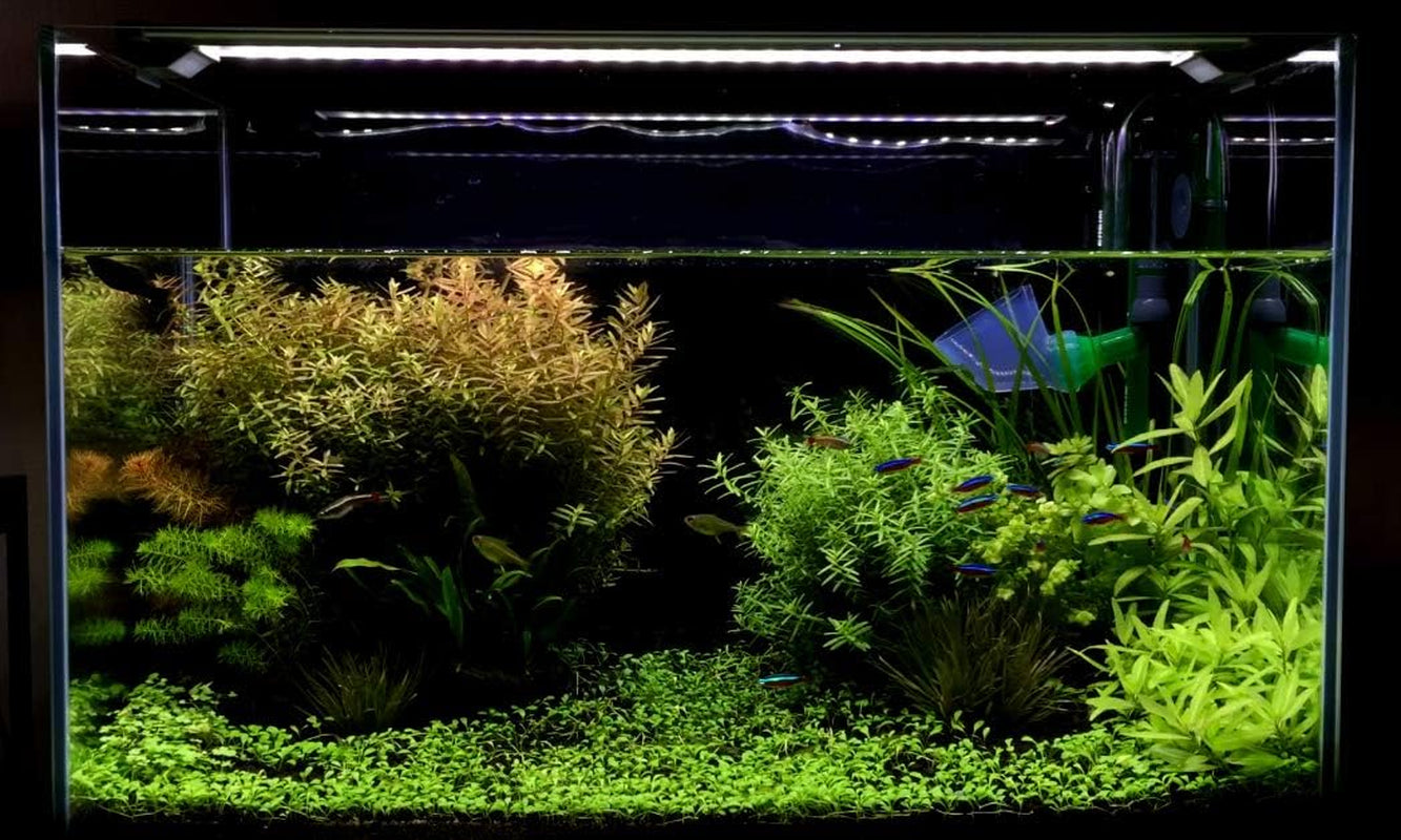 Stingray 2 Aquarium LED Light, Blue Fish Moonlights, 30"