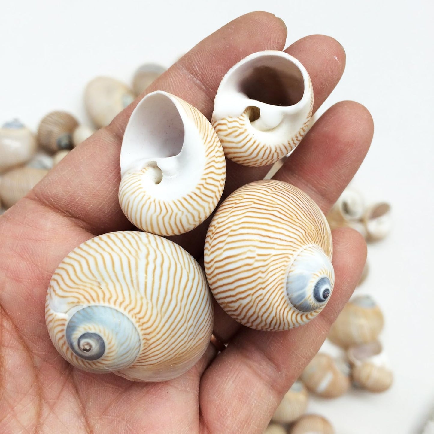 25 PC Nautica Lineata Sea Shells, 3/4 Inch ~ 1-1/2 Inch
