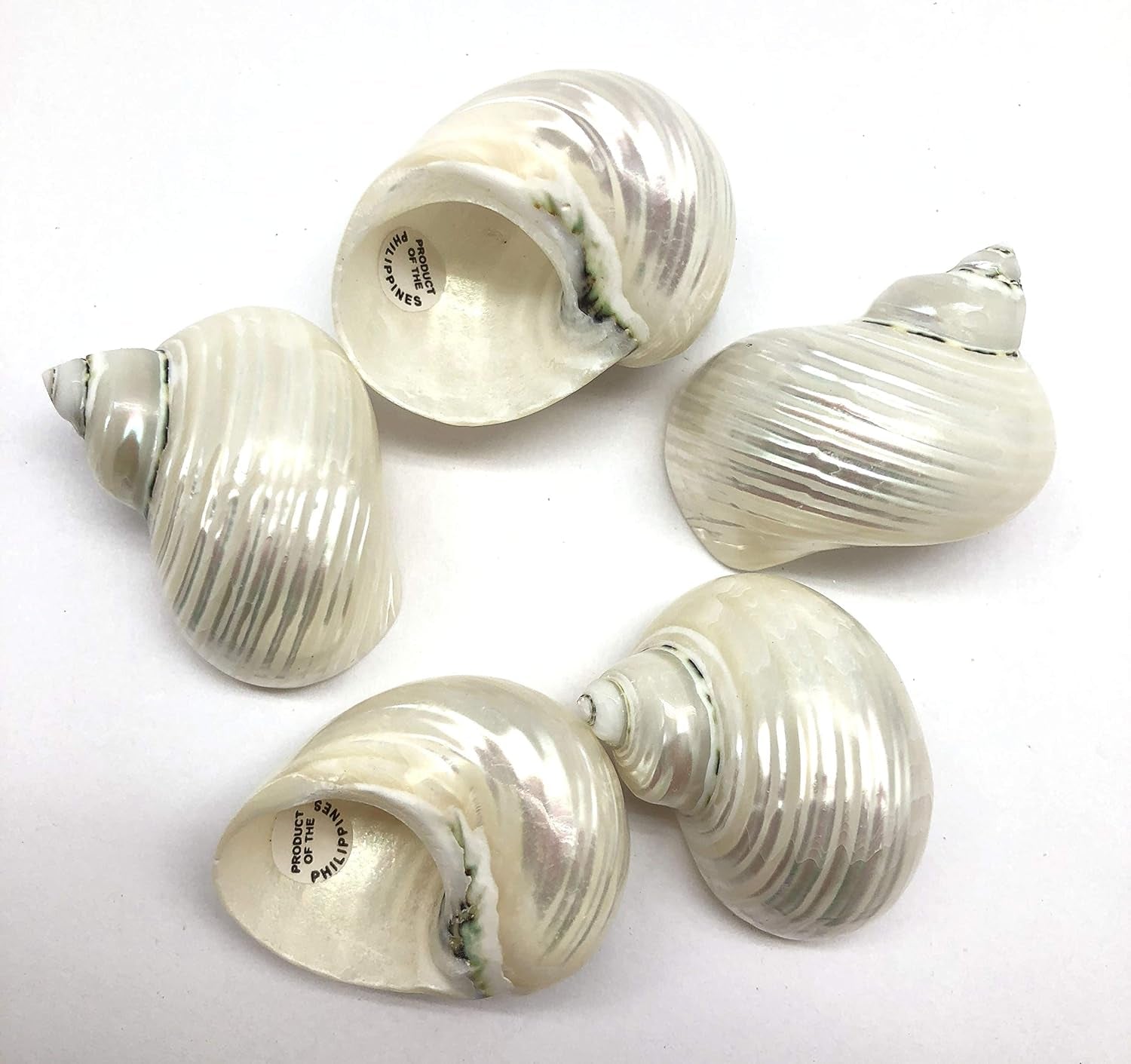5PC Pearlized Silver Mouth Turbo, Hermit Crab Sea Shells, 1-1/2 Inch ~ 2 Inch