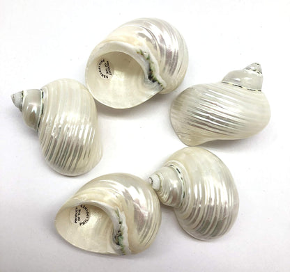 5PC Pearlized Silver Mouth Turbo, Hermit Crab Sea Shells, 1-1/2 Inch ~ 2 Inch