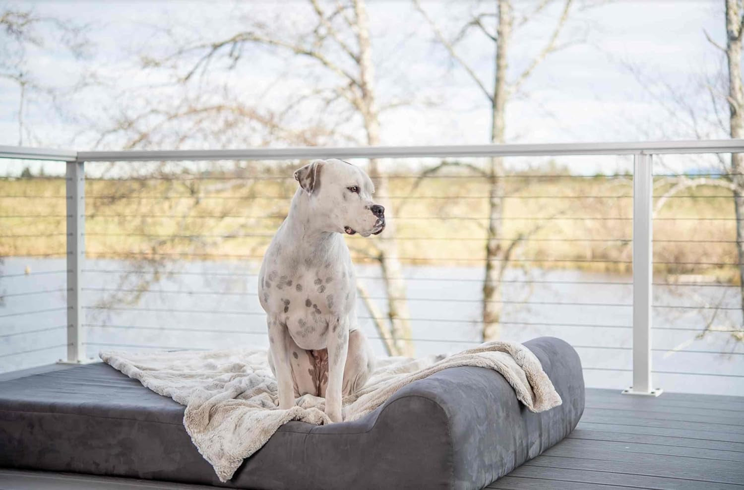 Barker Beds Orthopedic Dog Bed - 7" Pillow Top XL Size (52 X 36 X 11) - Luxury Washable Large Dog Bed with Headrest - Memory Foam Mattress for Big Dogs (Charcoal)