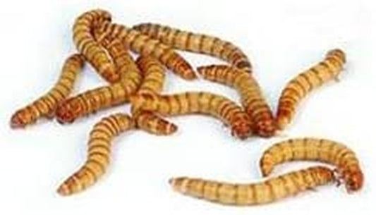 2000 Live Mealworms, Reptile, Birds, Chickens, Fish Food (Mixed)