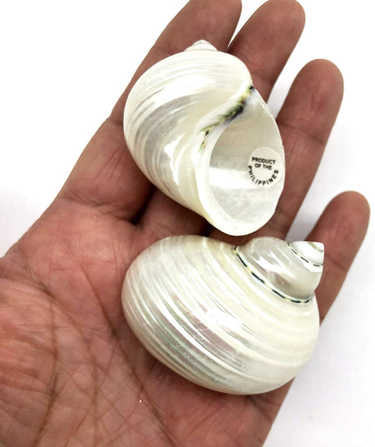 5PC Pearlized Silver Mouth Turbo, Hermit Crab Sea Shells, 1-1/2 Inch ~ 2 Inch