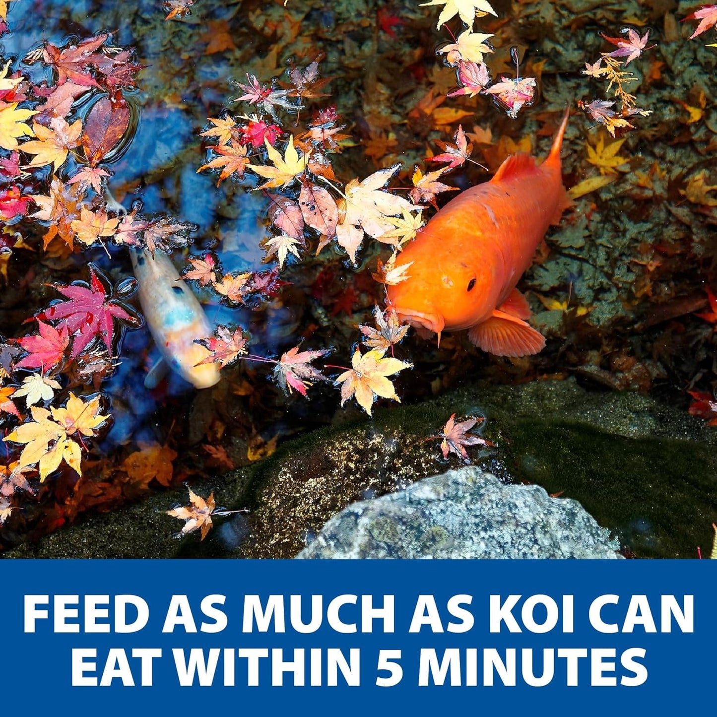 Spring & Fall Wheat Germ Fish Food for Koi & Goldfish, Premium Cold Weather Floating Pellets, Healthy Formula for Winter Nutrition, 5 Lbs