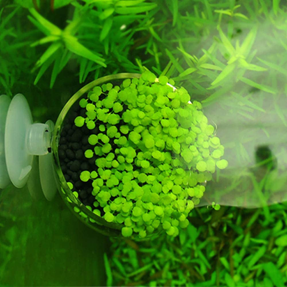 2X Crystal Glass Aquatic Plant Pot, Planter, Red Shrimp Live Plants Fish Tank Holder with 4X Suction Cups for Aquarium Aquascape Decoration…
