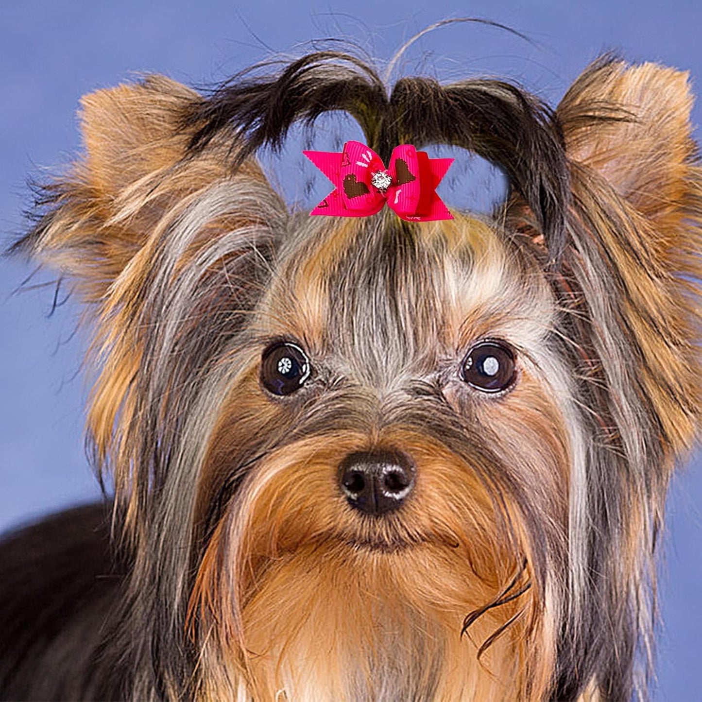 20Pcs Small Dog Hair Bows with Rubber Bands Puppies Doggies Cats Topknot Bowknot Matching Hair Grooming Accessories for Boy Girl Pomeranian Yorkie Poodle Maltese Shih Tzu Groomer