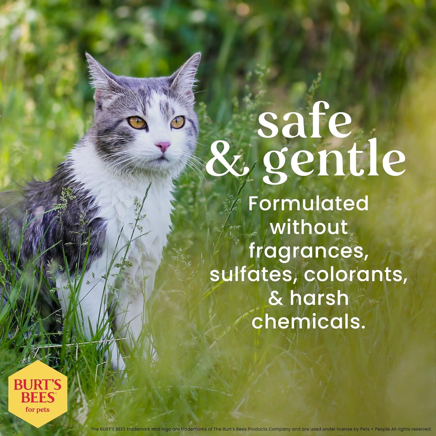 Hypoallergenic Cat Shampoo with Shea Butter and Honey - a Gentle Kitten Shampoo for Indoor Cats with Dry & Itchy Skin, Sensitive Skin, Cat Bathing Supplies, 10 Fl Oz - 2 Pack
