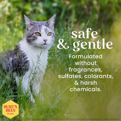 Hypoallergenic Cat Shampoo with Shea Butter and Honey - a Gentle Kitten Shampoo for Indoor Cats with Dry & Itchy Skin, Sensitive Skin, Cat Bathing Supplies, 10 Fl Oz - 2 Pack