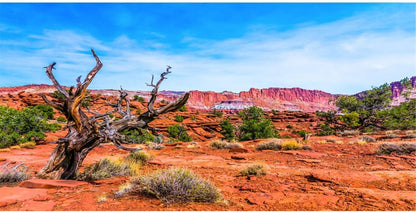 48X24 Inches Reptile Habitat Background Blue Sky Oasis Orange Desert Terrarium Background Polyester Background