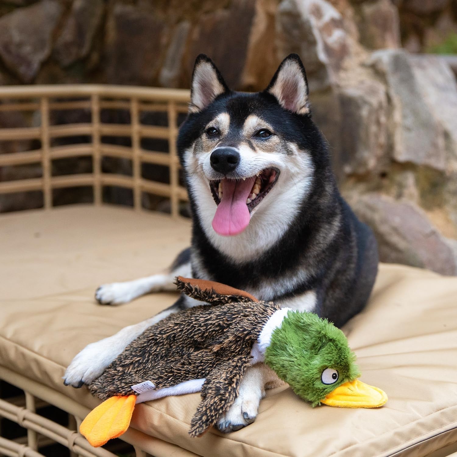 2-In-1 Stuffless Squeaky Dog Toys with Soft, Durable Fabric for Small, Medium, and Large Pets, No Stuffing for Indoor Play, Holds a Plastic Bottle - 1Wild Duck, Alligator, Medium