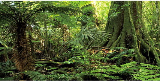 72X24 Inches Forest Terrarium Background Stone Green Huge Tree Reptile Habitat Background Tropical Rainforest Aquarium Background Durable Polyester Background