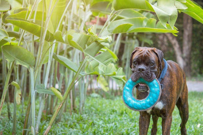 Superchewy Tough Floating Dog Water Toy Strong Natural Rubber | Great Dog Fetch Toy | Pool Swimming Toy for Puppy| Durable Training Toy for Non-Aggressive Chewers
