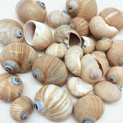 25 PC Nautica Lineata Sea Shells, 3/4 Inch ~ 1-1/2 Inch