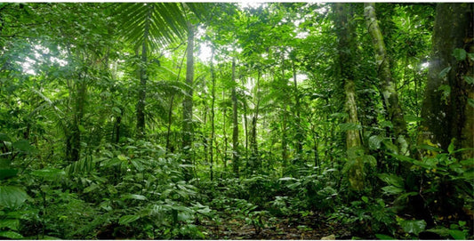 48X18 Inches Terrarium Background Tropical Aquarium Background Green Huge Tree Rainforest Reptile Habitat Background Durable Polyester Background