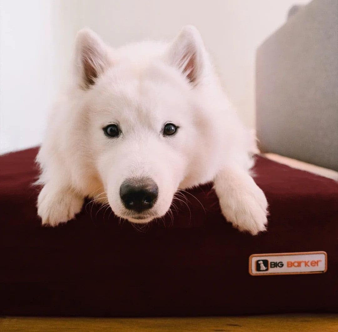 Sleek Orthopedic Dog Bed - 7” Dog Bed for Large Dogs W/Washable Microsuede Cover - Sleek Elevated Dog Bed Made in the USA W/ 10-Year Warranty (Sleek, Large, Burgundy)