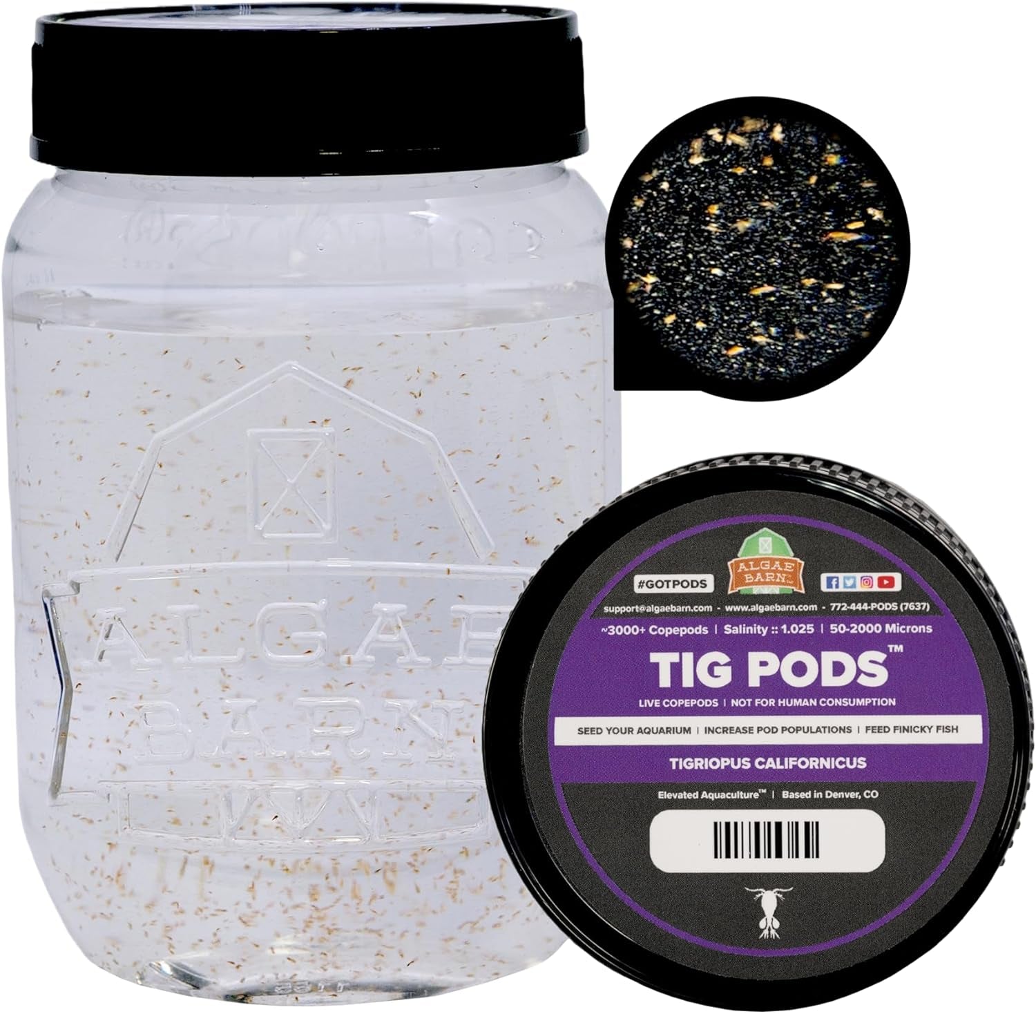 Tig Pods :: Live Copepods :: Tigriopus Californicus Copepods :: Clean Your Tank :: Mandarin & Finicky Fish Food (3,000+ Pods)