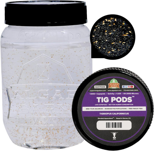 Tig Pods :: Live Copepods :: Tigriopus Californicus Copepods :: Clean Your Tank :: Mandarin & Finicky Fish Food (3,000+ Pods)
