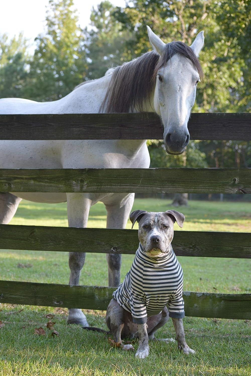 Large Dog Pullover – Breathable Cotton & Spandex with Full Underbelly Coverage – White & Gray Striped Shirt for Allergy & Summer Protection (XXL)