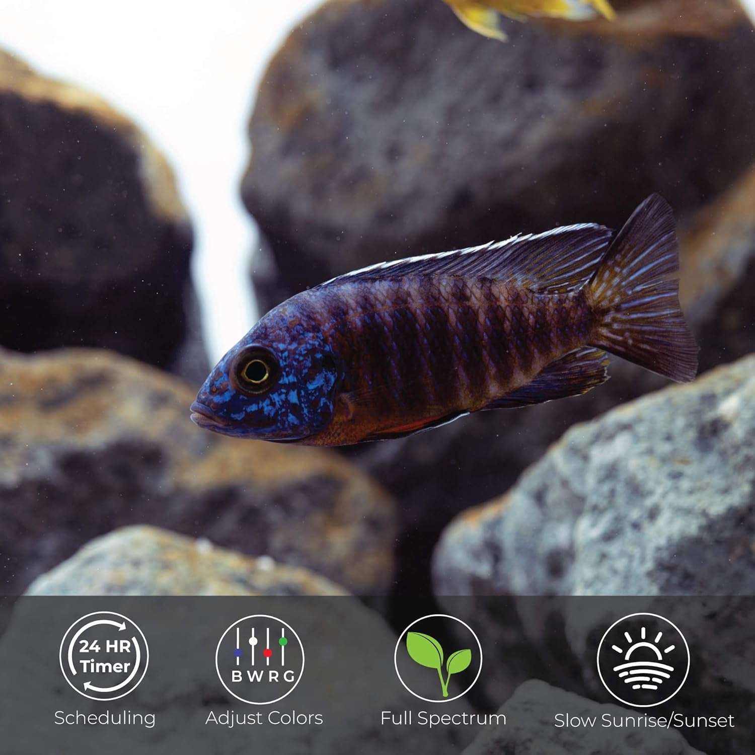 USA 24-36" Inch Satellite Freshwater LED plus Full Spectrum RGB+W Light for Aquariums | Wireless 24 Hour Remote Control Fish Tank Lighting (4506)