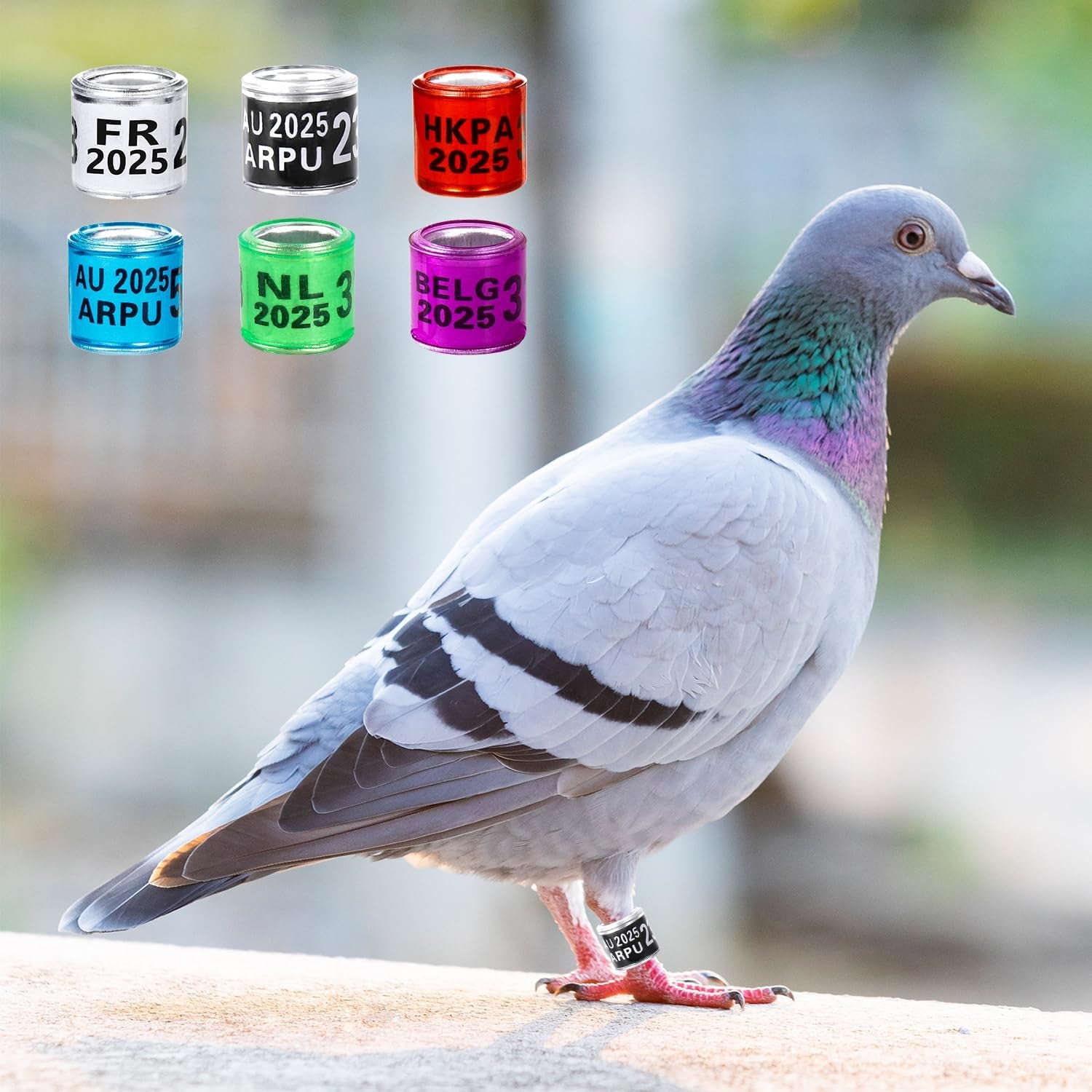 100Pcs Multicolor Aluminium Pigeon Leg Rings Dove Leg Rings Identify Bands Plastic with 2025 NL Training Identify Birds Foot Ring (Green)