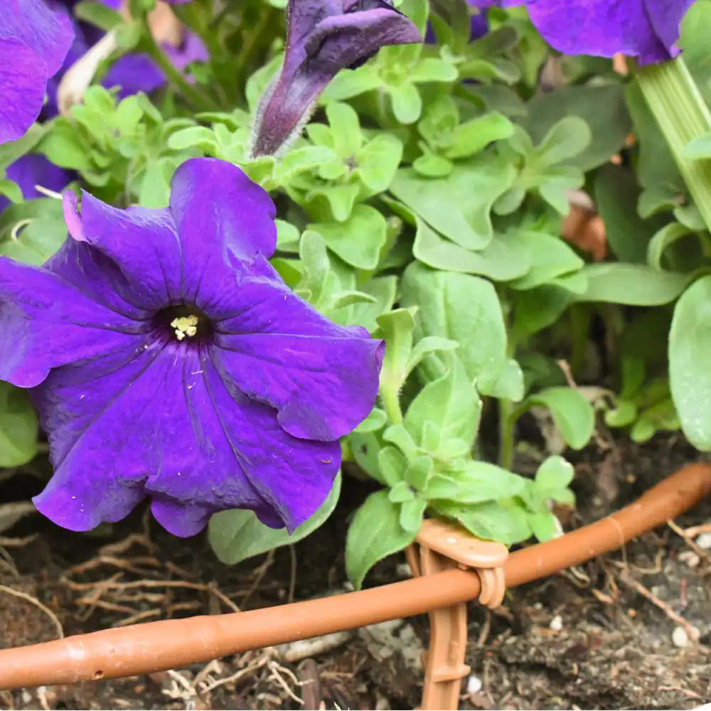 1/4 In. Emitter Tubing 100 Ft. W/6 In. Spacing in Brown