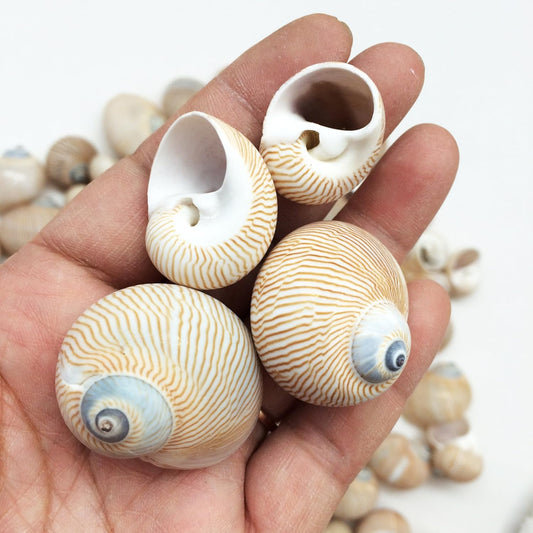 25 PC Nautica Lineata Sea Shells, 3/4 Inch ~ 1-1/2 Inch
