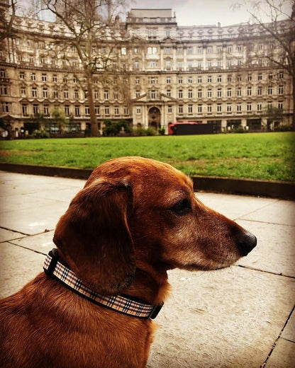Dog Collar with Classic Beige Plaid, Durable Nylon Collar, Soft and Comfortable, Adjustable Collars for Dogs & Puppies, Small, Neck 10"-15"